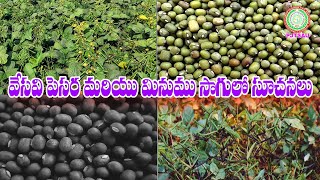 వేసవి పెసర మరియు మినుము సాగులో సూచనలు Summer Pulses Cultivation II PJTSAU II