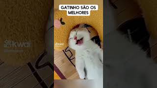 gatinhos engraçados