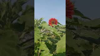 Community Garden Tour August Long (w/e)