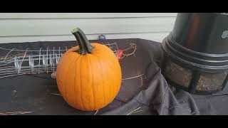 I harvested my first  pumpkin.  Plus a garden update.