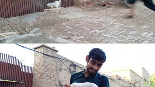 I am cating the tadi Bakra funnyvideo