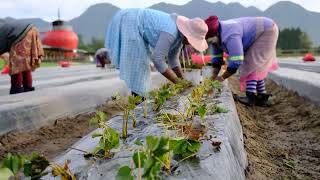 Strawberry Planting Process