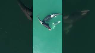 Orcas Feeding! #shorts #orcas #killerwhales #alaska