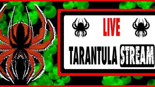 Thursday Night Live Tarantula Stream - Guess Who Has CRICKETS?? 🤭🤣🕷