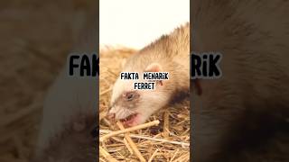 Fakta Menarik Ferret #animals #faktaunik #hewan #infoanimals #infohewan