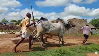 SIVA KOTI P.R.PALLI SENIOR BULLS OLD VIDEO