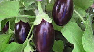 how to grow hybrid Brinjal from seed