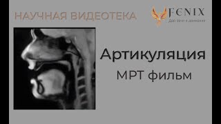 Артикуляция  МРТ  фильм