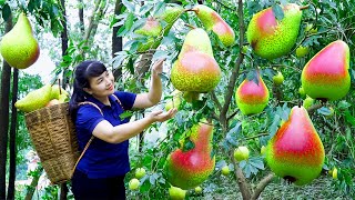 How to Harvest Pear, goes To Market Sell - Harvesting and Cooking |Tieu Vy Daily Life