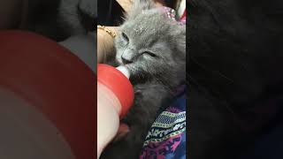 How cute 🥰 cat bottle feeding 😍🥰😺#cat #funny #shorts