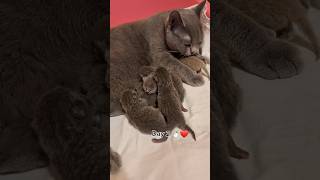 new born kittens #catvideos #kittens #cutecats #cat #pets #feline #cuteanimals #kitty #mycat