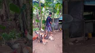 BETERNAK AYAM KAMPUNG & BEBEK-RUTINITAS DI PAGI HARI-MEMBERI PAKAN #shorts #viral