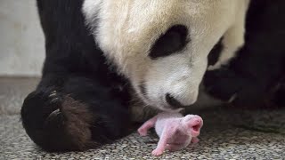 Panda gives birth to twin baby Pandas