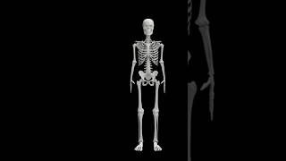 about human skeleton#short video #ytshorts#youtube shorts