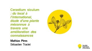 Convergences botaniques 2020 - 8. Les travaux du CBNMED sur Cerastium siculum (Mathias Pires)