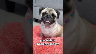 I sure would like a boop ☺️ #dog #pug #shorts