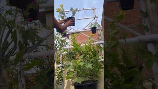 DIY Trellis ideas 💡 #diy #youtube #viralvideo #reels