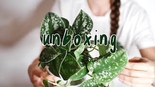 UNBOX WTH ME | scindapsus and more, plantcircle