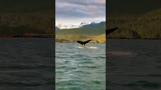 There they go! Whale watching in Juneau, Alaska