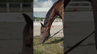 WOW horse😍😍😍 video#shorts #animals #horse