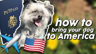 HOW TO BRING YOUR DOG TO AMERICA? TRAVEL DOCUMENTS NEEDED