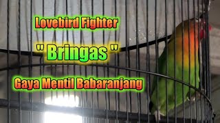 Lovebird Fighter " Bringas " Turun di kelas konslet