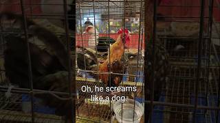 A rooster screams like a dog? 🤣🤣 #reels #funny #shorts #fyp #animals #viralaudio #fair #pets