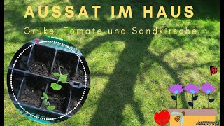 Anzucht im Haus - Gurke - Tomate - Sandkirsche [Kräuter-Quark 11]