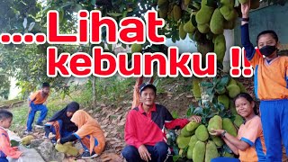 Serunya Panen Cempedak di Kebun Sekolah.