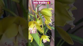 ✅Cymbidium en plena floración🌼#shorts#orchid#beautiful #flowers#winter#collection#viralvideo