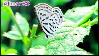 চমৎকার একটি প্রজাপতির ভিডিওগ্রাফি 🦋