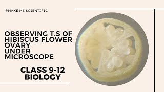 TRANSVERSE SECTION OF HIBISCUS FLOWER OVARY UNDER MICROSCOPE | BIOLOGY | CLASS 9-12