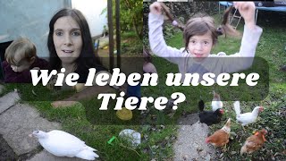 Unser Bauernhof ¦ Hühner-Enten-Katzen