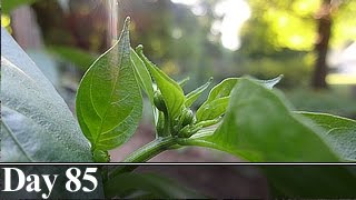 Pepper Plant Pruning Comparison, Day 85