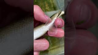 Breeding a danio with a sunfish