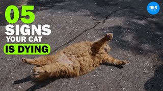 5 Signs Your Cat Is dying | 2022