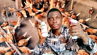 How to use insect killer in the farm||Chicken Farming.