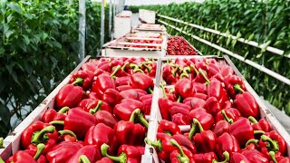 The Life Cycle of Sweet Peppers | Modern Agriculture Planting and Harvesting Lantern Peppers