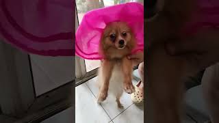 Cute Chloe Pomeranian dog #shorts #viral #youtubeshorts