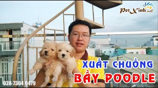 Đón năm 2023 với bầy Poodle tại PetXinh