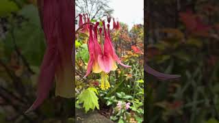 Amazing Iowa Neighborhood Walk (Early May): Saturday after a severe thunderstorm