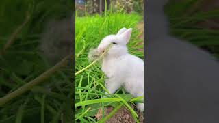 kelinci lucu #cutebunny #bunny #rabbits