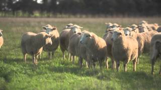 Murnong Farming Q & A - Hogget Ewes Trial