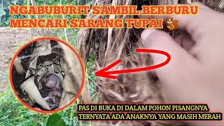 Berburu Lagi Mencari Sarang Tupai | LIHAT!!!Di Dalam Pohon Pisang Ada Anak Tupai Yang Masih Merah...