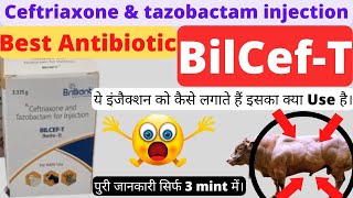 Injection Bilcef T uses in hindi || Inj Ceftriaxon and Tazobact uses in hindi