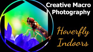 Creative macro - Photographing a Hoverfly inside