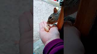 Tiny The Squirrel Comes To The Door For A Peanut