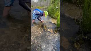 Trout pond building on the stream@MindlessBuilders #fun #building #trout #ponds #outdoors #shorts