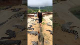 If you fall down, you will be in pieces at the crocodile farm. Crocodiles. Confusing human behav