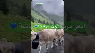 البقر مرتاح نفسيًا اكثر مني 🤣😂